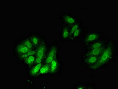 Cullin 4A / CUL4A Antibody