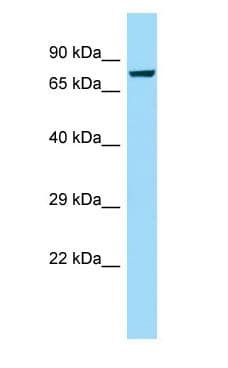 CAPN8 / Calpain 8 Antibody (aa280-329)