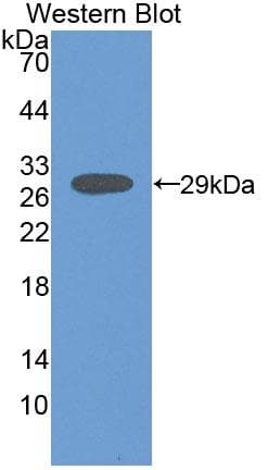 CKMT1A Antibody (aa41-250)