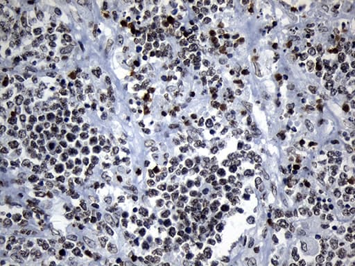 Monoclonal Mouse anti-Human ZNF705D Antibody (clone OTI1G1, Carrier-free, IHC, WB)