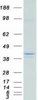 Human PON2 Protein (Recombinant Myc-DDK (Flag))
