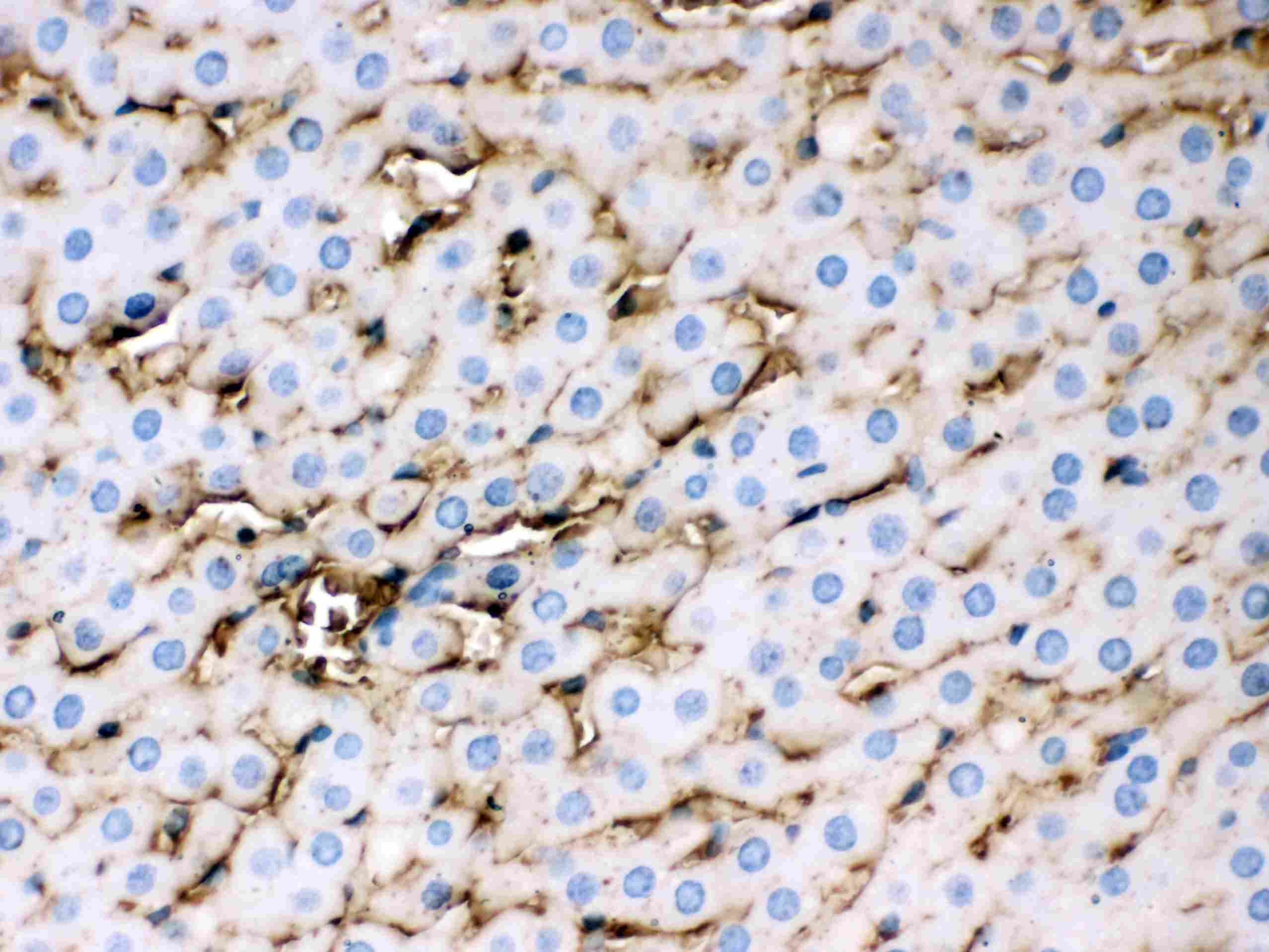 APOE / Apolipoprotein E Antibody