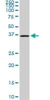 POMZP3 Antibody (clone 2E7)