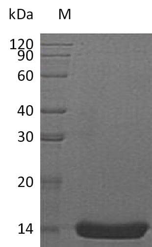 Human IL22 Protein (Recombinant)