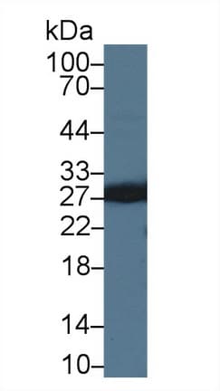 MOG Antibody (aa29-153, Biotin)