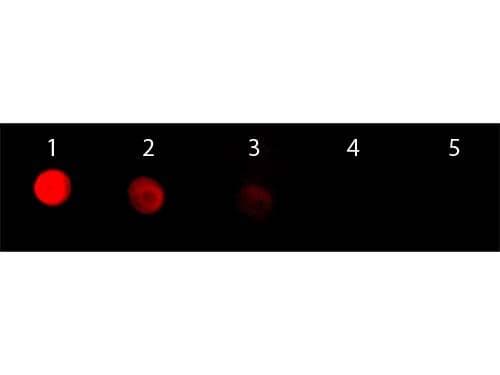 Goat Anti-Rabbit IgG Secondary Antibody (TRITC)