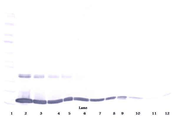 TNF Alpha Antibody