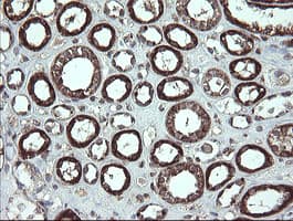 FAM164A / CGI-62 Antibody (clone OTI4C1)