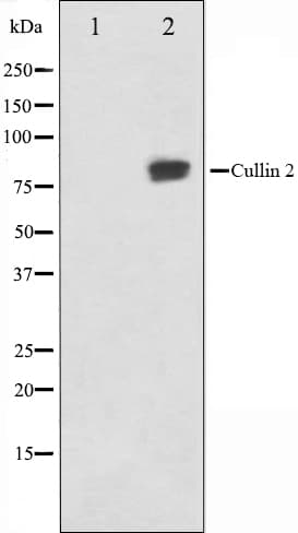 Polyclonal Rabbit anti-Human CUL2 / Cullin 2 Antibody (IHC, IF, WB)