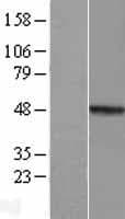 MMP23 Protein (Over-Expression Lysate Myc-DDK (Flag))
