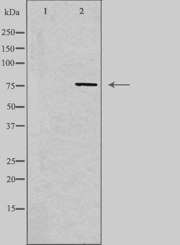 Polyclonal Rabbit anti-Human SYTL4 / Granuphilin Antibody (IF, WB)