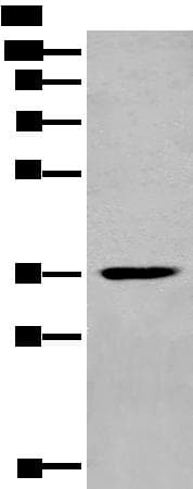 MEDAG Antibody