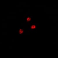 PUF60 Antibody