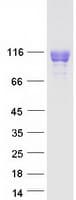 Human ILT2 / CD85 Protein (Recombinant Myc-DDK (Flag))