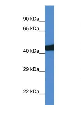 Polyclonal Rabbit anti-Rat SEC14L3 Antibody (aa271-320, WB)