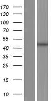 CBWD1 Protein (Over-Expression Lysate Myc-DDK (Flag))