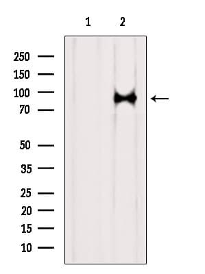 SUZ12 Antibody