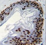 Polyclonal Rabbit anti-Human IFI35 Antibody (aa15-42, IHC, WB)
