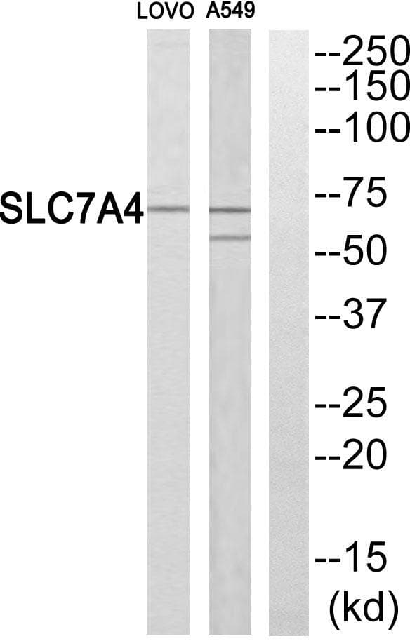 Polyclonal Rabbit anti-Human SLC7A4 Antibody (WB)