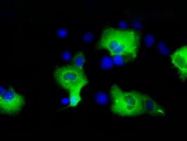 p66 / SHC Antibody (clone OTI1H8)