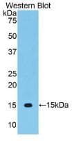 VEGFC Antibody (aa108-223, FITC)