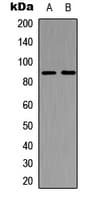 C-TAK1 / MARK3 Antibody (N-Terminus)