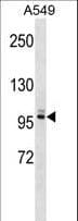 PLEKHG5 Antibody (aa175-202)