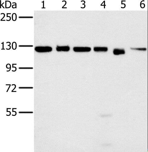 Polyclonal Rabbit anti-Human MATR3 / Matrin 3 Antibody (WB)