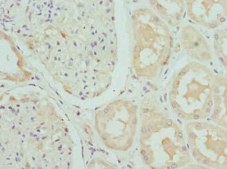 CRTAP Antibody