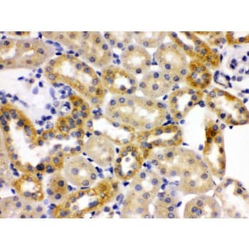 OPA1 Antibody (aa919-955)