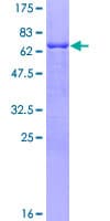 Human CYTH4 / PSCD4 Protein (Recombinant GST)
