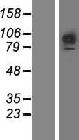 FGFR1 / FGF Receptor 1 Protein (Over-Expression Lysate Myc-DDK (Flag))