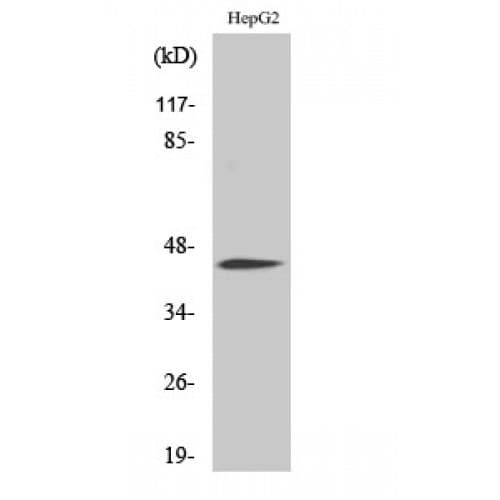 Polyclonal Rabbit anti-Human C/EBP Alpha / CEBPA Antibody (phospho-Ser21, IHC, WB)