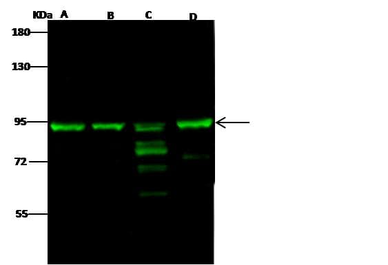 Polyclonal Rabbit anti-Human MRE11A / MRE11 Antibody (Preservative Free, WB)