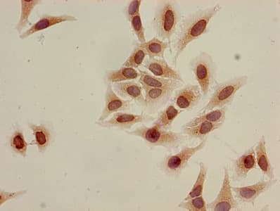 HIST1H3A Antibody