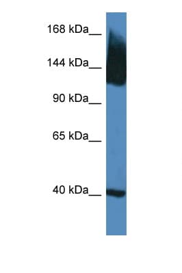 SLC12A5 / KCC2 Antibody (N-Terminus)
