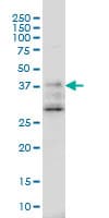DNAJB2 Antibody (clone 2C9)