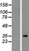 CACNG2 / Stargazin Protein (Over-Expression Lysate Myc-DDK (Flag))
