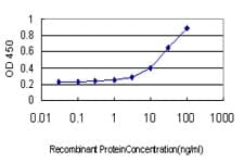 Monoclonal Mouse anti-Human TFCP2 / CP2 Antibody (clone 3H6, WB)