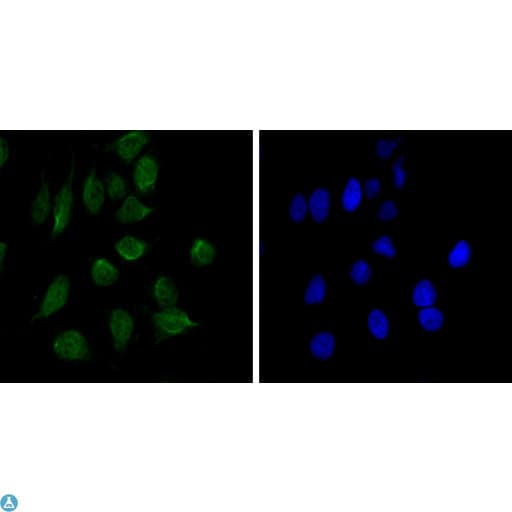 CHD3 Antibody