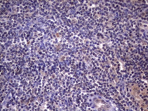 Monoclonal Mouse anti-Human C14orf166 Antibody (clone OTI2C3, IHC, WB)