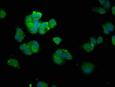 SNCA / Alpha-Synuclein Antibody (aa1-140)
