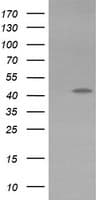 KCNAB1 Antibody (clone OTI7F12, Carrier-free)