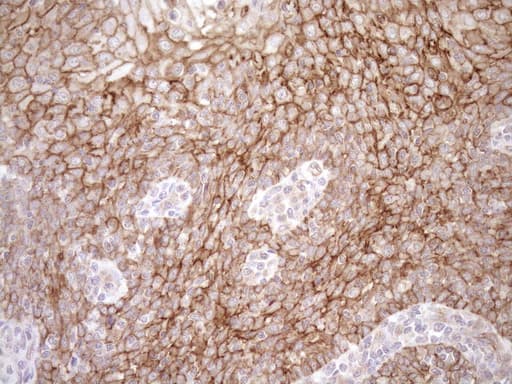 EPLIN Antibody (aa1-275, clone OTI1A3)