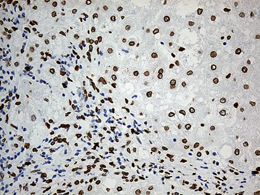 SLU7 / 9G8 Antibody (aa1-300, clone OTI5A7, Carrier-free)