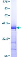 Human SMC1A / SMC1 Protein (Recombinant GST, N-terminus)