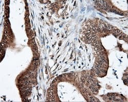 LIPG / Endothelial Lipase Antibody (clone OTI4A8)