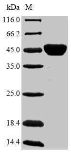 Mycobacterium Ag85B Protein (Recombinant 10His-SUMO, N-terminus + Myc, C-terminus)