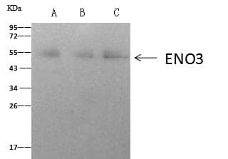 Polyclonal Rabbit anti-Mouse ENO3 / Enolase 3 Antibody (Preservative Free, WB)