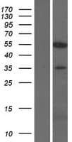 KPNA7 Protein (Over-Expression Lysate Myc-DDK (Flag))